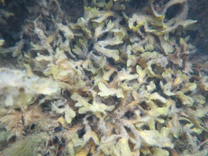 Serrated wrack (Fucus serratus) on the Swedish coast
