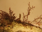Baby Fucus and red algae on mussel shell