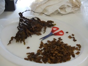 Cut receptacles of bladderwrack
