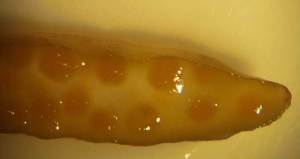 A ripe male, packed full of orange sperm.