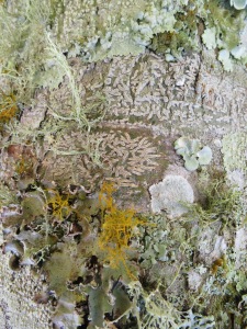 Beautiful lichens on tree trunk.