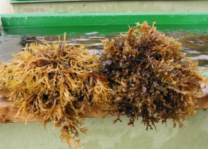 Fucus radicans (left) is more complex or "bushy" than Fucus vesiculosus (right)