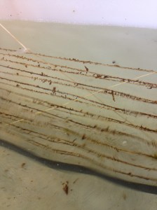 Small seedlings of Saccharina latissima on rope.