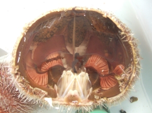 And this is what a sea urchin looks like on the inside.