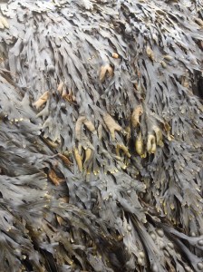Dense Fucus cover on the Helgoland intertidal shore