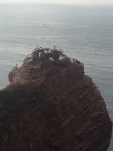 Nestng colony of Northern gannet