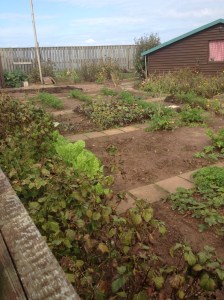 The allotment gardeners have plenty of sun, rain and seaweed as fertilizer. Using hedges to screen out the wind makes for bumper crops.