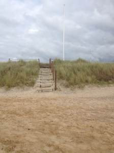 Typical dune landscape, with few but tough species