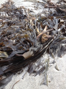 The beuty of kelp, even when washed on to the beach. 